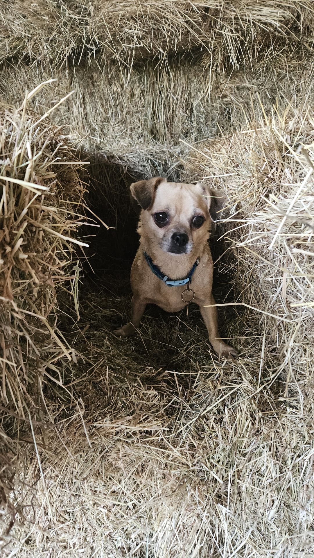 A small dog sitting on hay bales