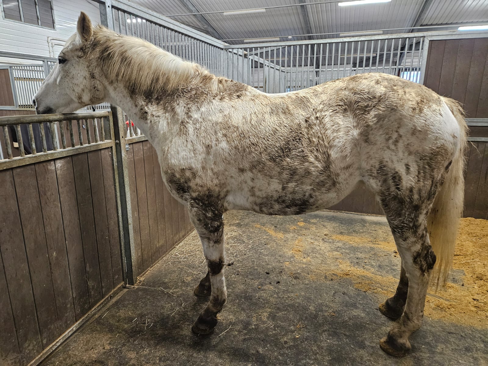 A muddy horse
