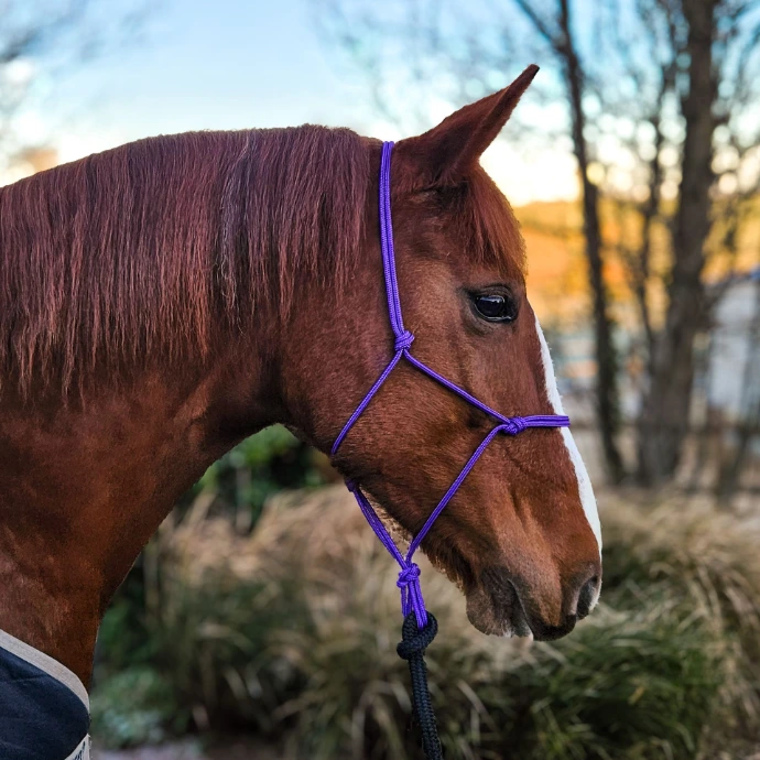 Patsy, a chestnut mare, modeling a handcrafted purple rope halter in the Odessa palette—heritage-style horse gear designed for durability and elegance.