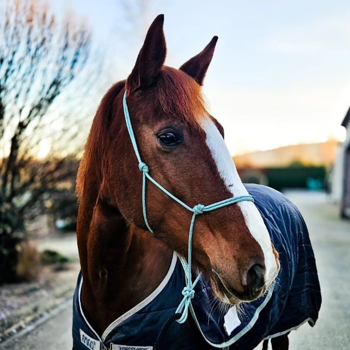 Sea Foam Precision All Weather Rope Halter shown on Patsy, perfect for muddy trails.