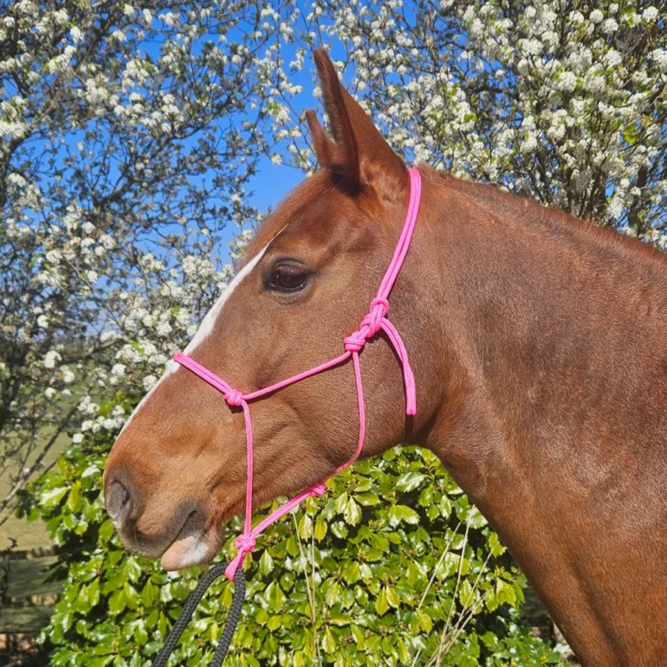 A chestnut mare wearing a neon pink rope halter, handcrafted in the UK by Ponies and Pups