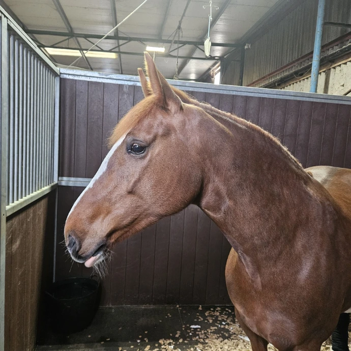 Patsy, the regal chestnut mare with a white blaze, showing off her signature pink bottom lip in her stable during hospital recovery, showing her resilient and cheerful spirit.