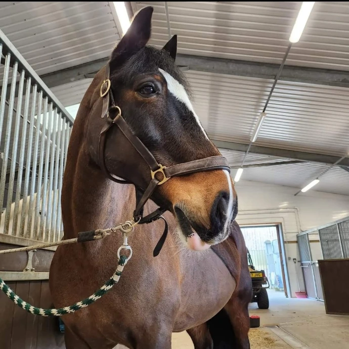 A handsome bay Welsh Section D horse named Clooney standing calmly and looking noble in his stable.