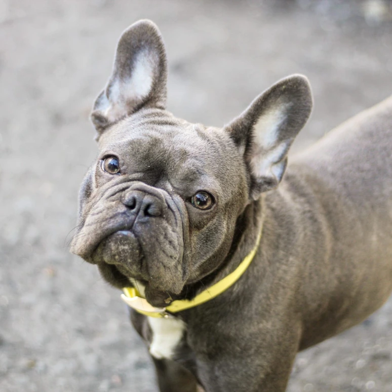 A French Bulldog models a handcrafted, waterproof, and stink-proof BioThane® collar in vibrant yellow. The collar has simple, durable hardware, showcasing Ponies &amp; Pups’ bespoke, easy-clean design for active dogs. The background is neutral, focusing attention on the collar’s quality and colour.