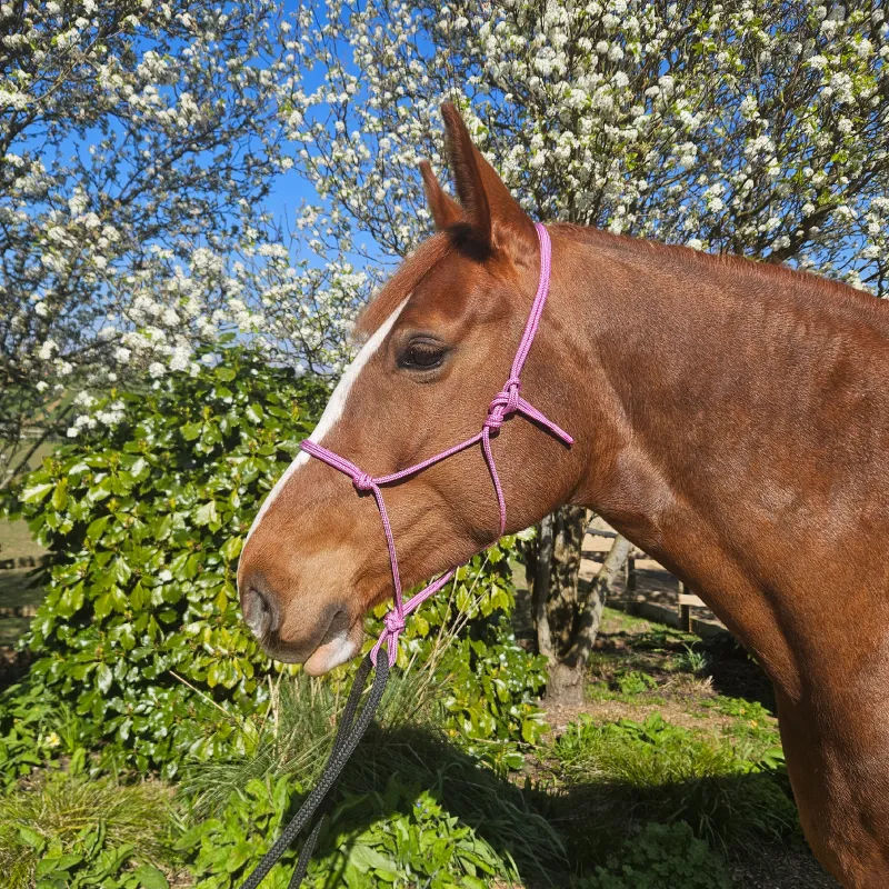 A chestnut horse wearing a handcrafted, vibrant pink rope halter with a black lead, shown outdoors in front of lush greenery and blossoming trees. The halter is lightweight, waterproof, and made to order, combining comfort, durability, and style for horse owners seeking practical and colourful gear.