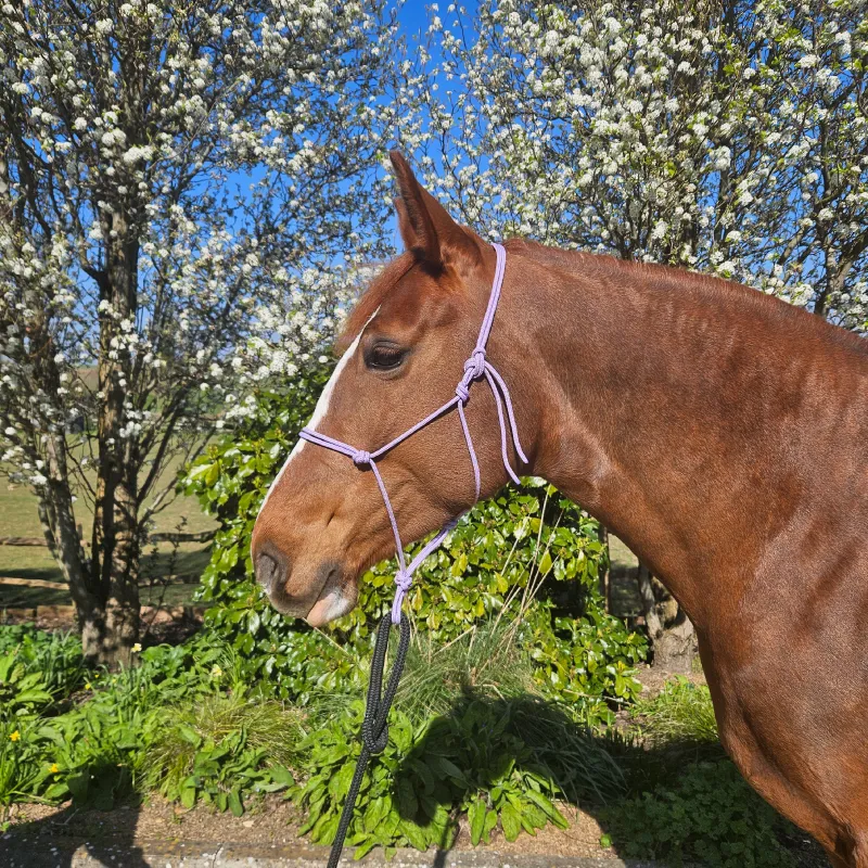 A chestnut horse models a handcrafted light purple rope halter with adjustable knots and a secure black lead, designed for comfort and durability. Ideal for everyday use and made from premium rope.