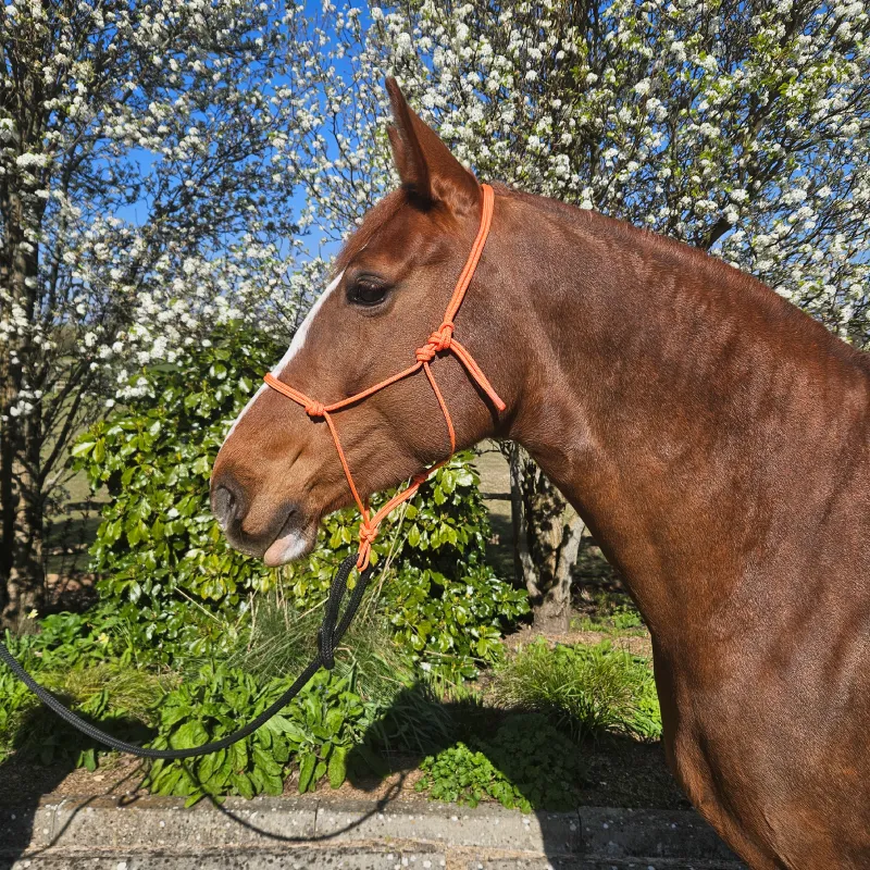 A chestnut horse models our handcrafted, waterproof orange rope halter in a garden setting with blooming trees. The halter, made from durable, easy-to-clean rope, offers a secure and comfortable fit—perfect for daily use and outdoor adventures.