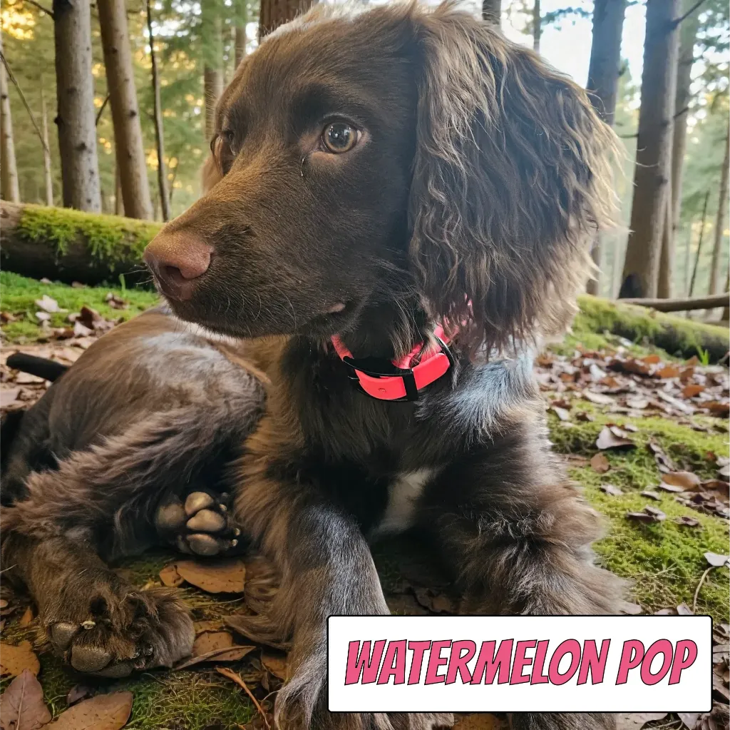 POP - Classic Collar - Watermelon POP Milo Forest- shop.webp
