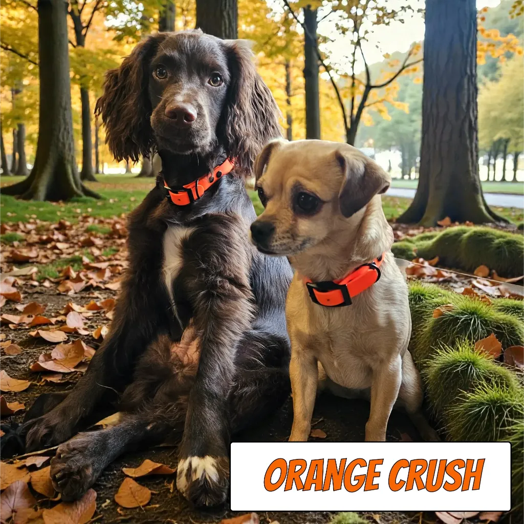 POP - Classic Collar - Orange Crush Lily Milo Forest- shop.webp