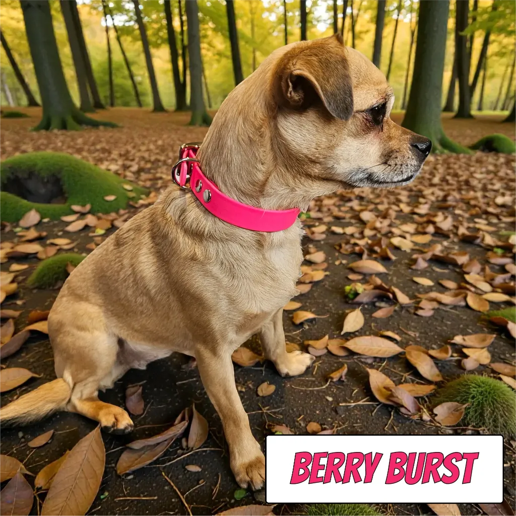 POP - Classic Collar - Berry Burst Lily Forest- shop.webp