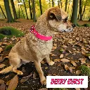 POP - Classic Collar - Berry Burst Lily Forest- shop.webp