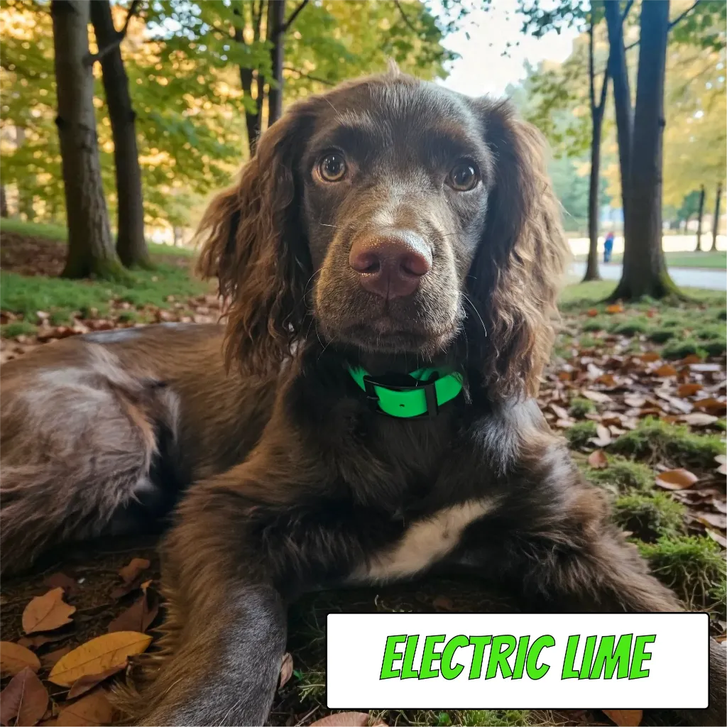 POP - Classic Collar - Electric Lime Milo Forest- shop.webp