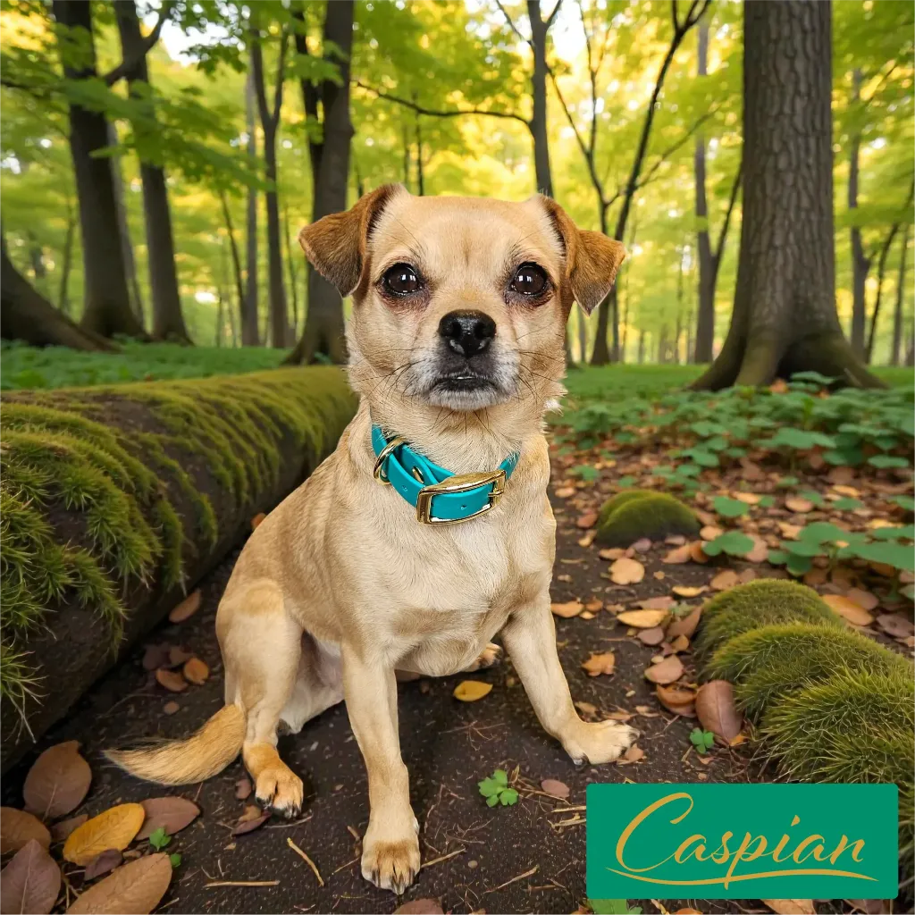 Signature - Classic Collar - Caspian Lily Forest- shop.webp