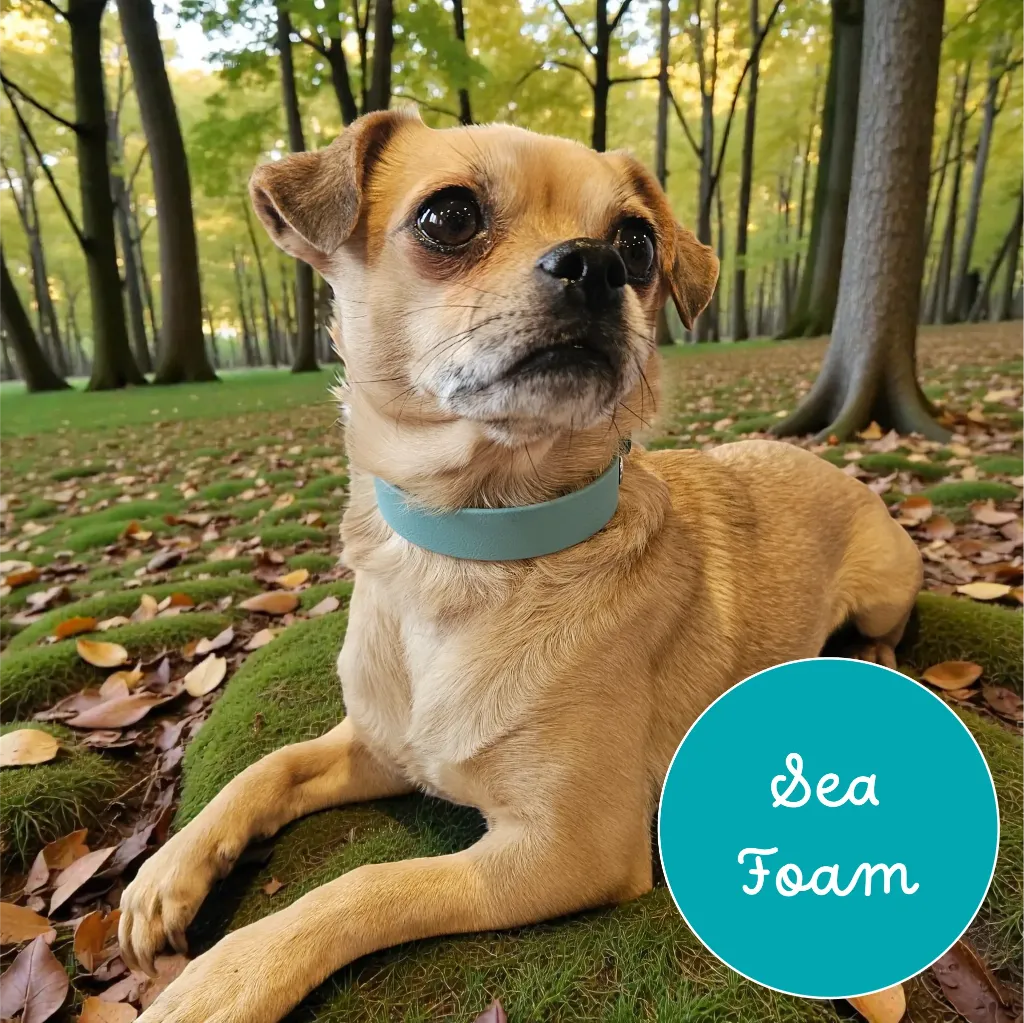 Whisper - Classic Collar - Sea Foam Lily Forest- shop.webp