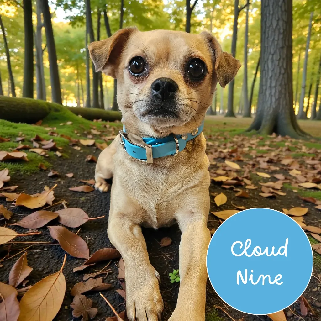 Whisper - Classic Collar - Cloud Nine Lily Forest- shop.webp