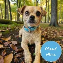 Whisper - Classic Collar - Cloud Nine Lily Forest- shop.webp