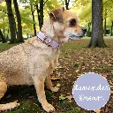 Whisper - Classic Collar - Lavender Dream Lily Forest- shop.webp