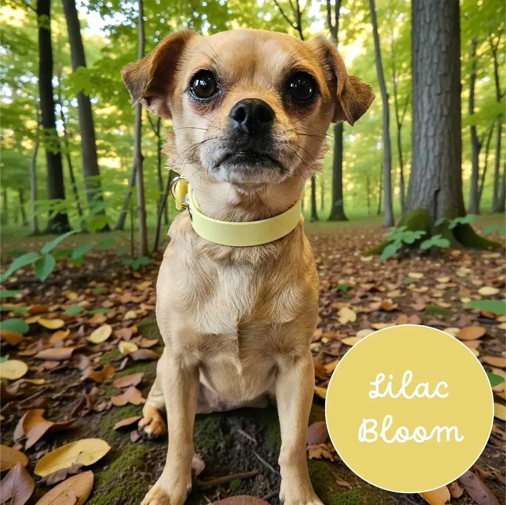 Whisper - Classic Collar - Lilac Bloom Lily Forest- shop.webp