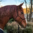 Premium-PPM-Rope-Halter-Basecamp-Black-side