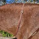 BioThane Neck Strap - Essential Collection - Pioneer-web.webp