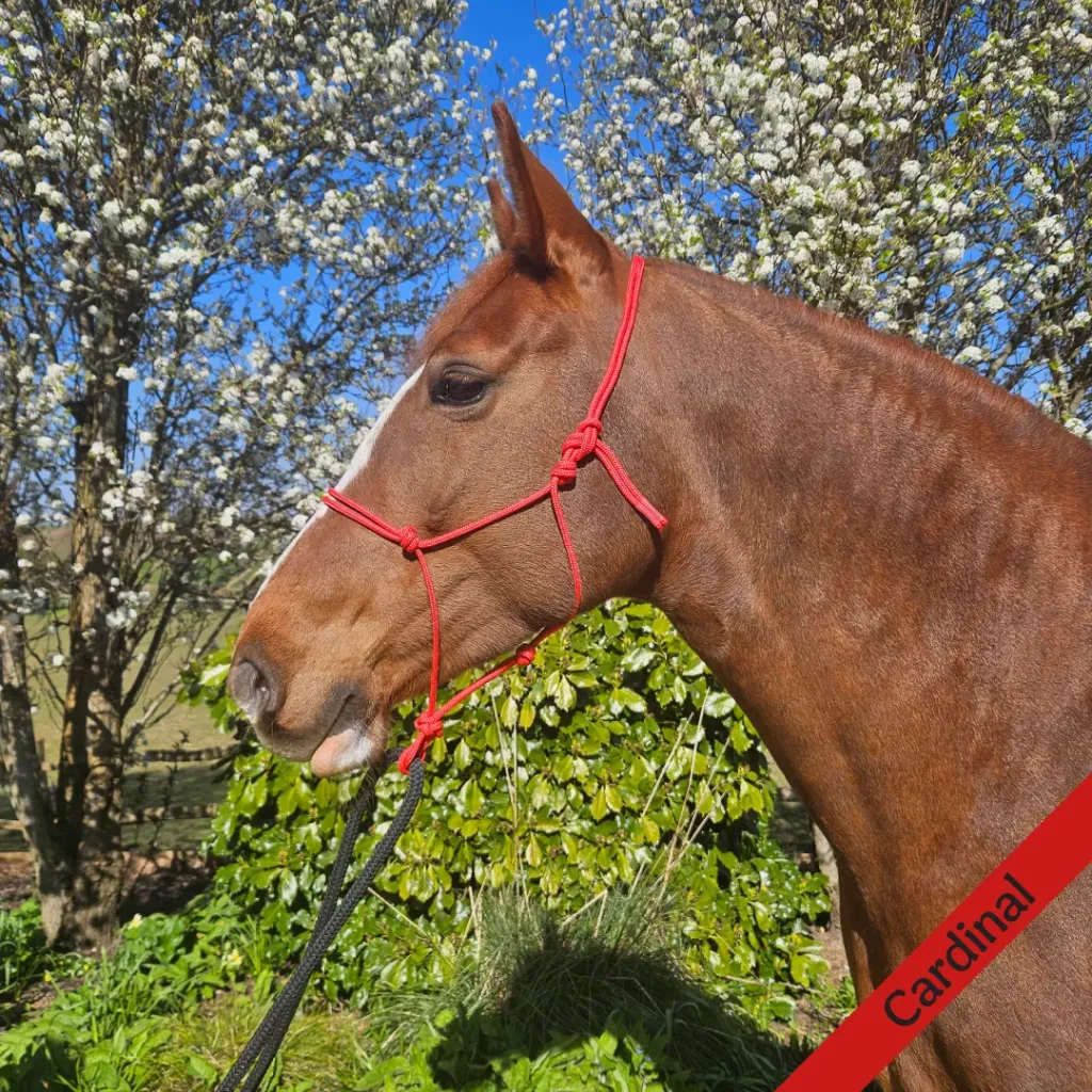 Rope Halter - essential - Cardinal - web.webp