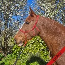 Rope Halter - essential - Cardinal - web.webp