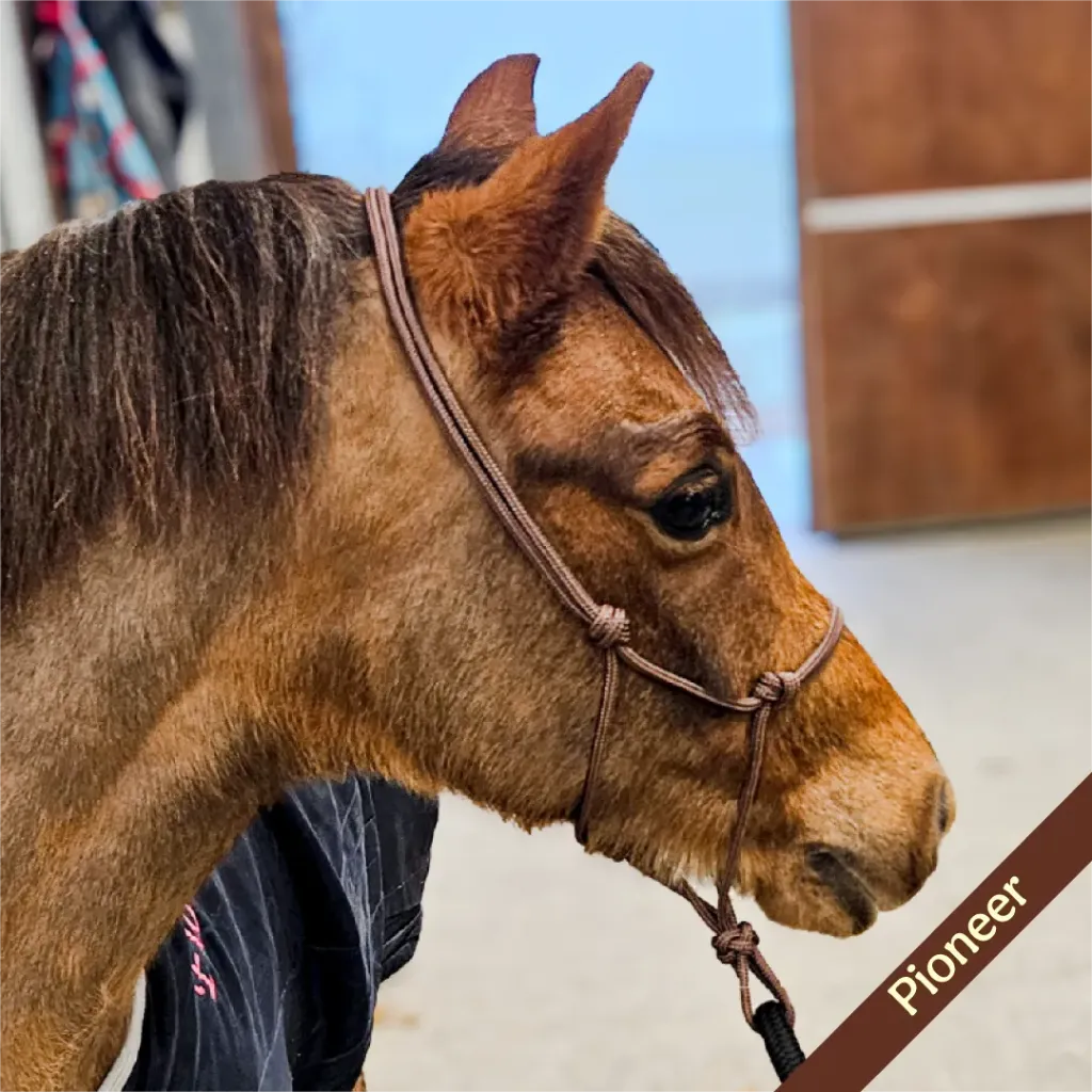 Rope Halter - essential - Pioneer - web.webp