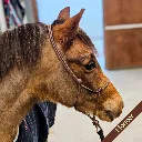 Rope Halter - essential - Pioneer - web.webp