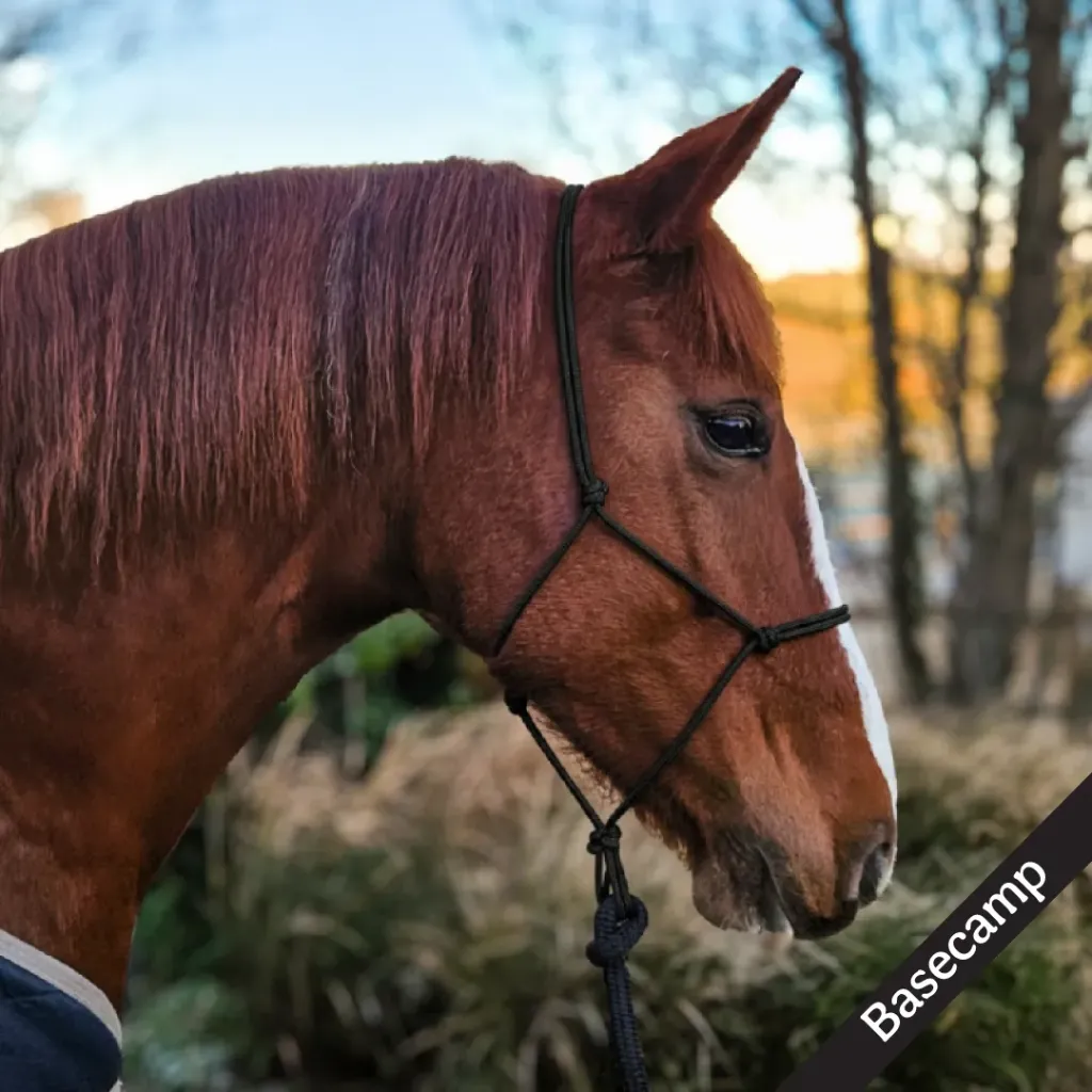 Rope Halter - essential - Basecamp - web.webp