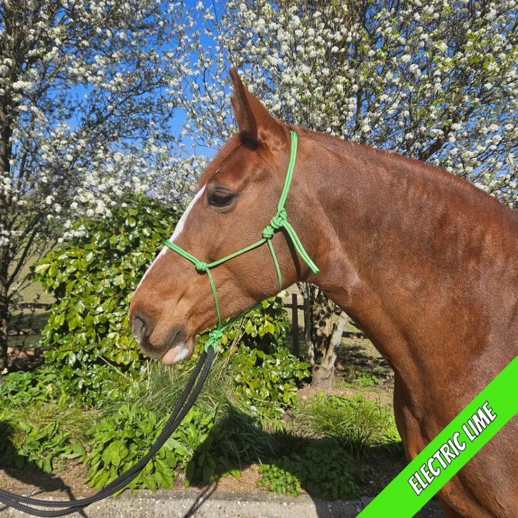 Rope Halter - pop - Electric Lime - web.webp