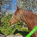 Rope Halter - pop - Electric Lime - web.webp