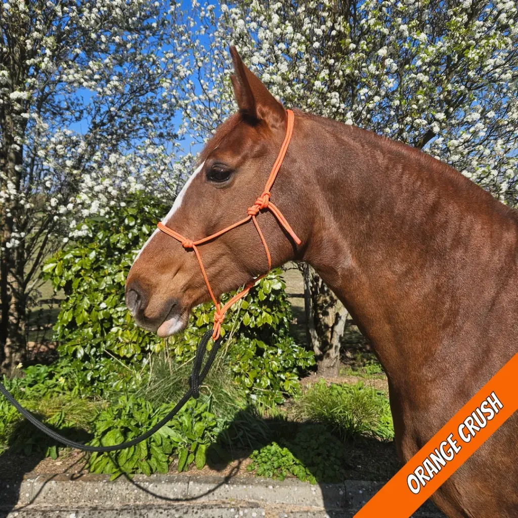 Rope Halter - pop - Orange Crush - web.webp