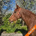 Rope Halter - pop - Orange Crush - web.webp