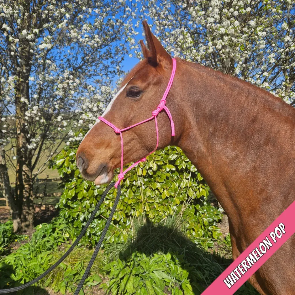 Rope Halter - pop - Watermelon POP - web.webp