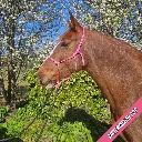 Rope Halter - pop - Watermelon POP - web.webp