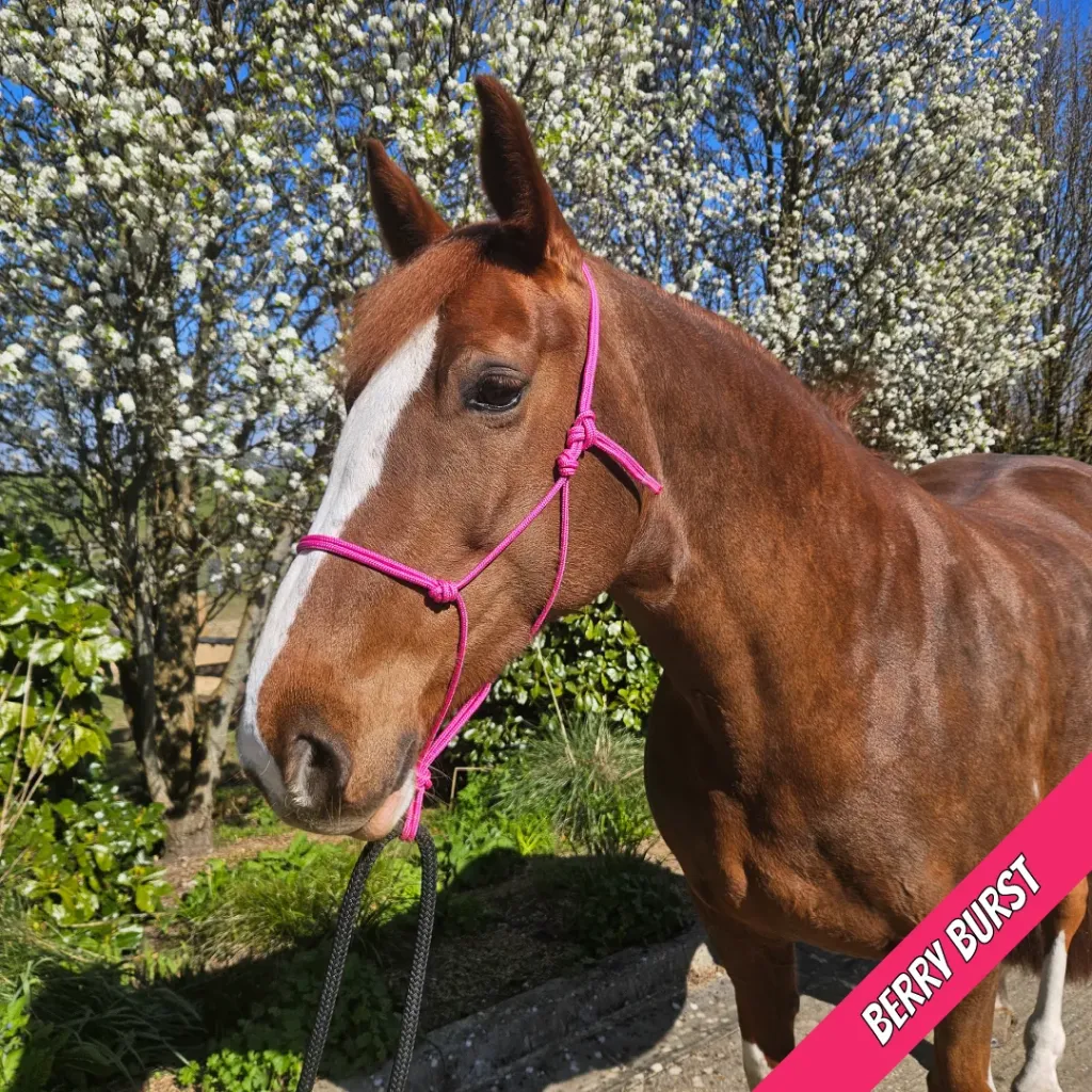 Rope Halter - pop - Berry Burst - web.webp