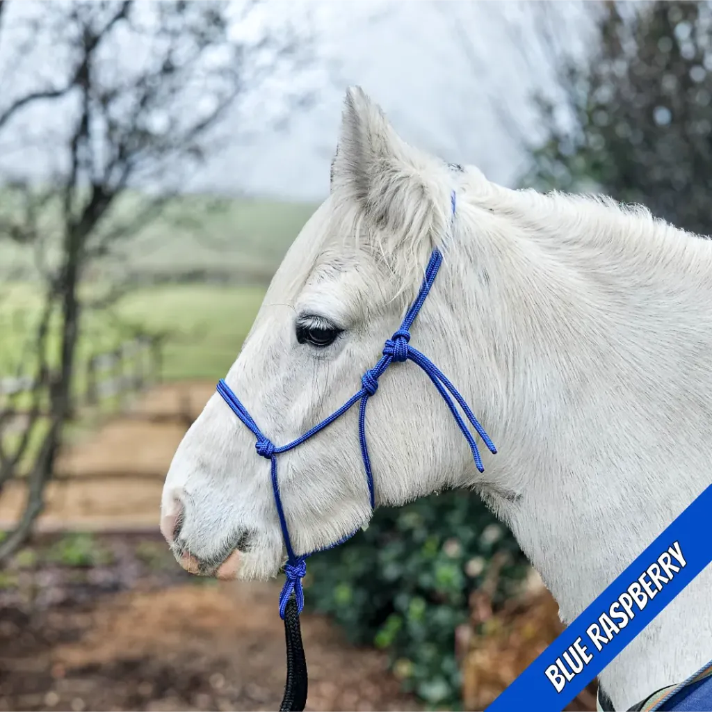 Rope Halter - pop - Blue Raspberry - web.webp