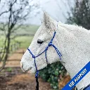 Rope Halter - pop - Blue Raspberry - web.webp