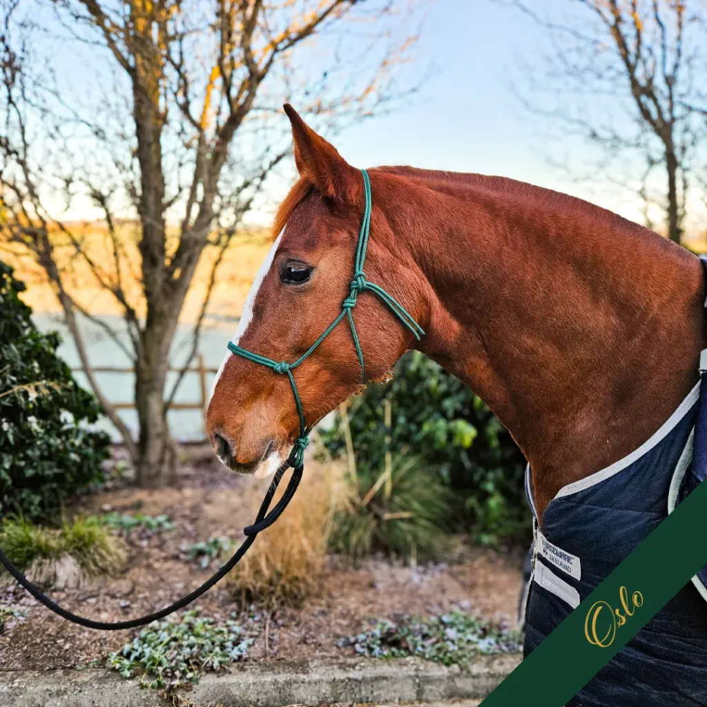 Rope Halter - Signature - Oslo - web.webp