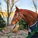 Rope Halter - Signature - Oslo - web.webp