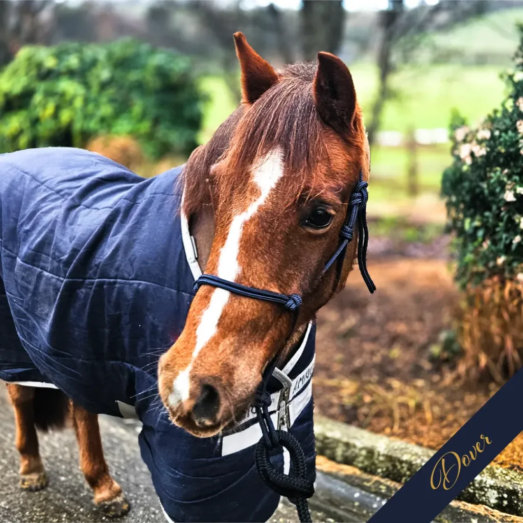 Rope Halter - Signature - Dover - web.webp