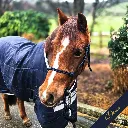 Rope Halter - Signature - Dover - web.webp