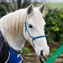 Rope Halter - Signature - Caspian - web.webp