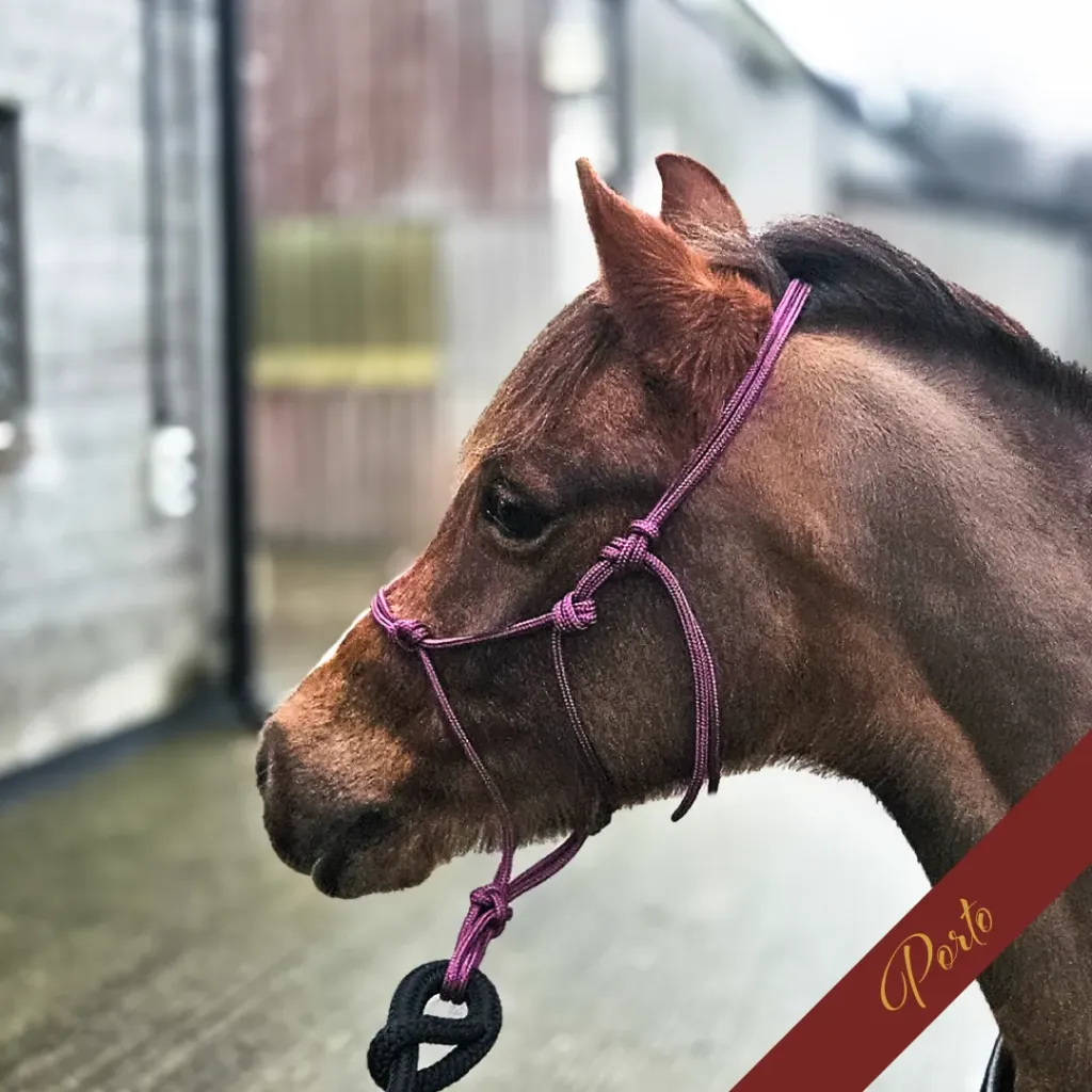 Rope Halter - Signature - Porto - web.webp