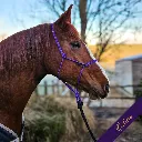 Rope Halter - Signature - Odessa - web.webp