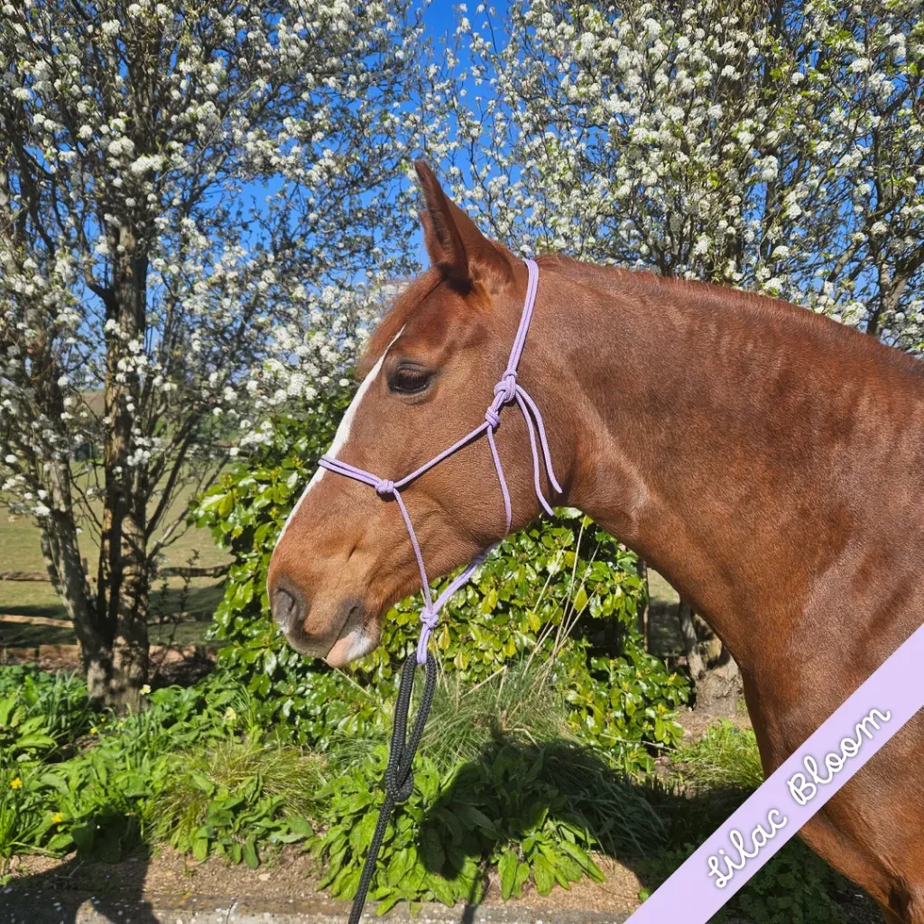 Rope Halter - whisper - Lilac Bloom - web.webp