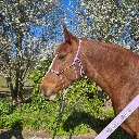 Rope Halter - whisper - Lilac Bloom - web.webp