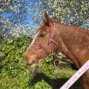 Rope Halter - whisper - Lavender Dream - web.webp