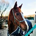 Rope Halter - whisper - Sea Foam - web.webp