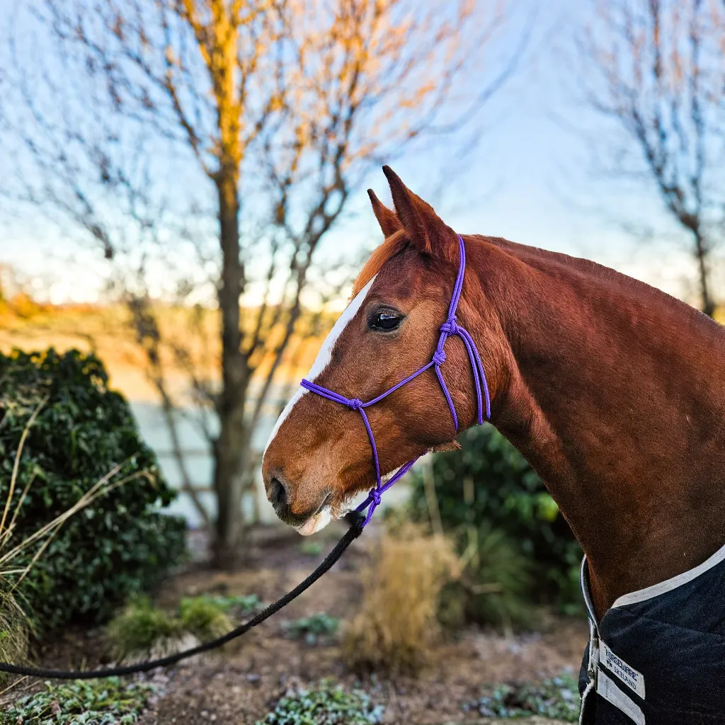 Premium-PPM-Rope-Halter-Odessa-Purple-side